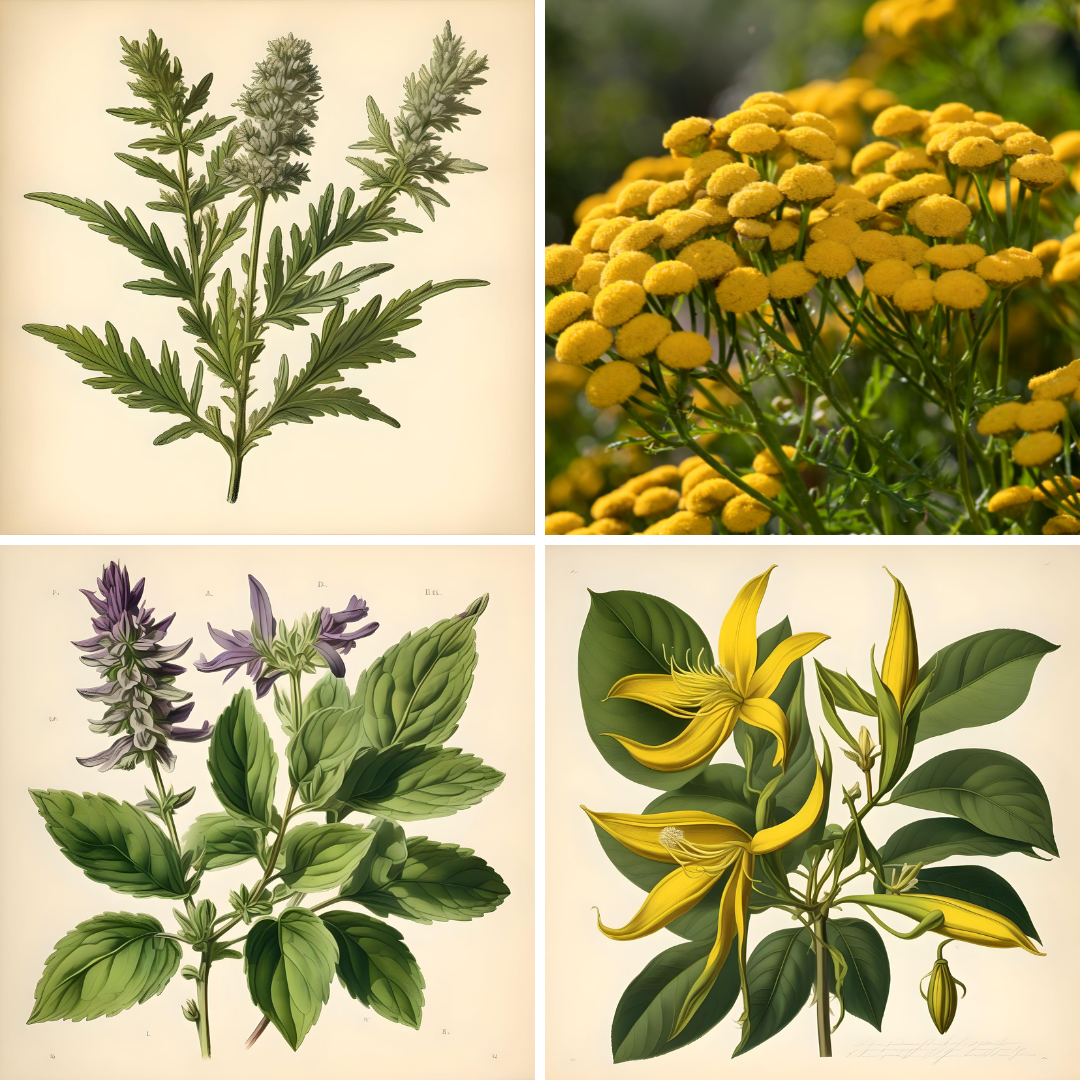 Balance Brew Aromatherapy Potion No 8