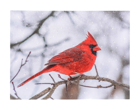 16x12" Canvas w/Cardinal On Branch & LED Lights