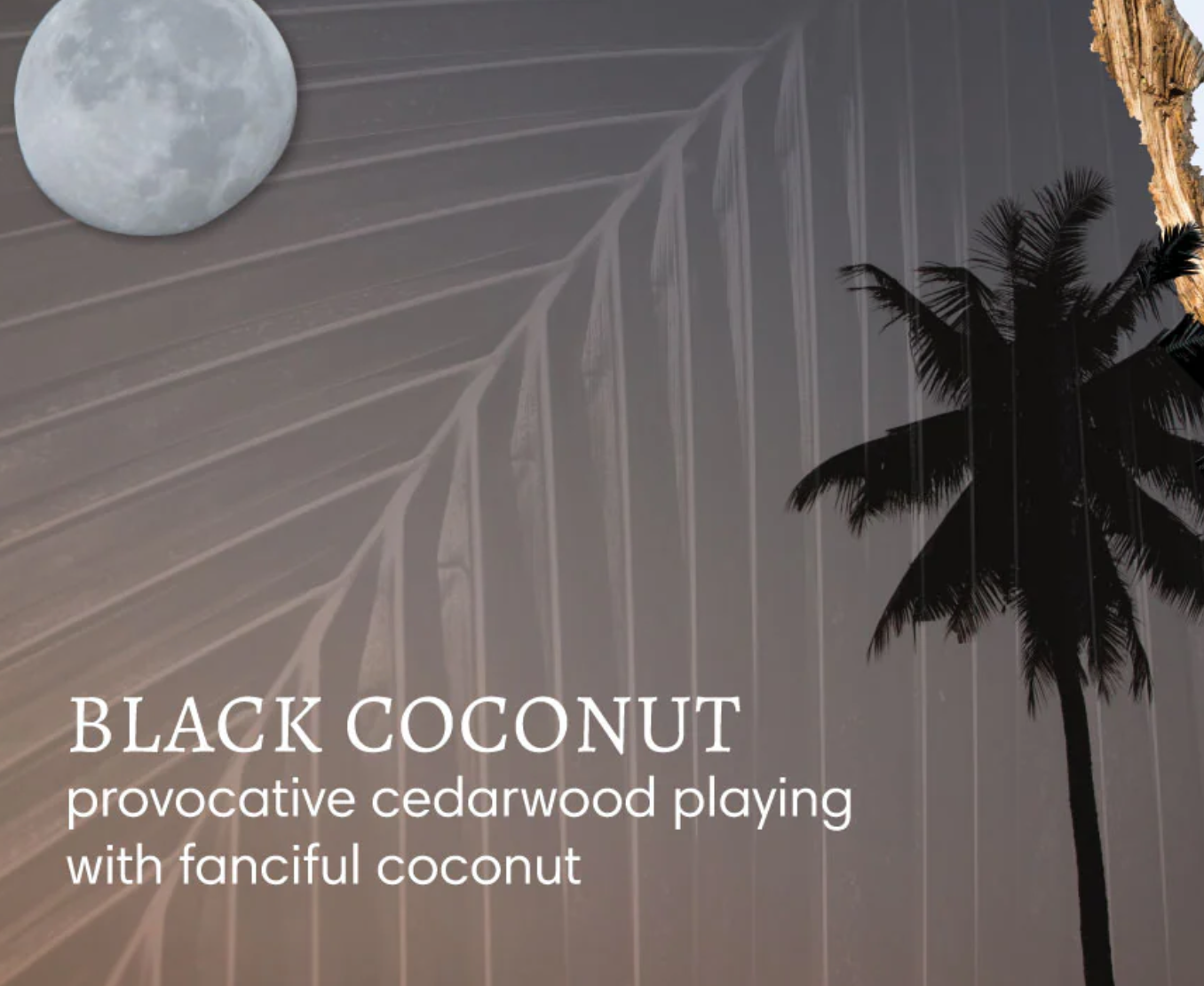 Black Coconut | Mini Shea & Mango Butter Hand Repair Balm