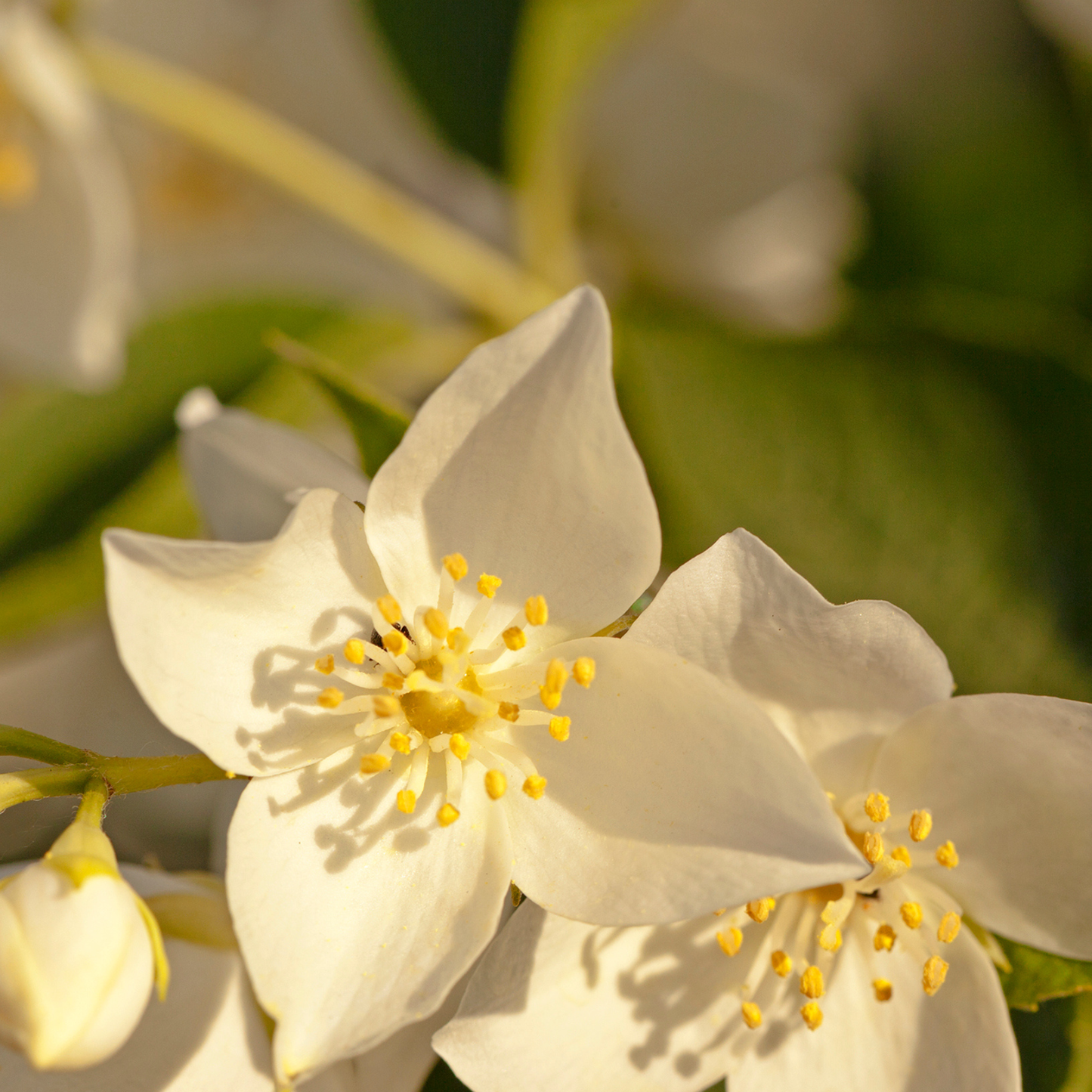 Jasmine Aromatherapy Perfume Oil | Authentic Jasmine