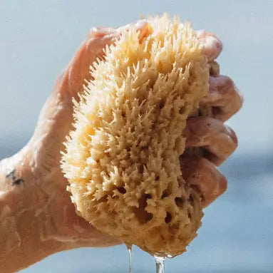 Kinnect - Natural Wool Sea Sponge