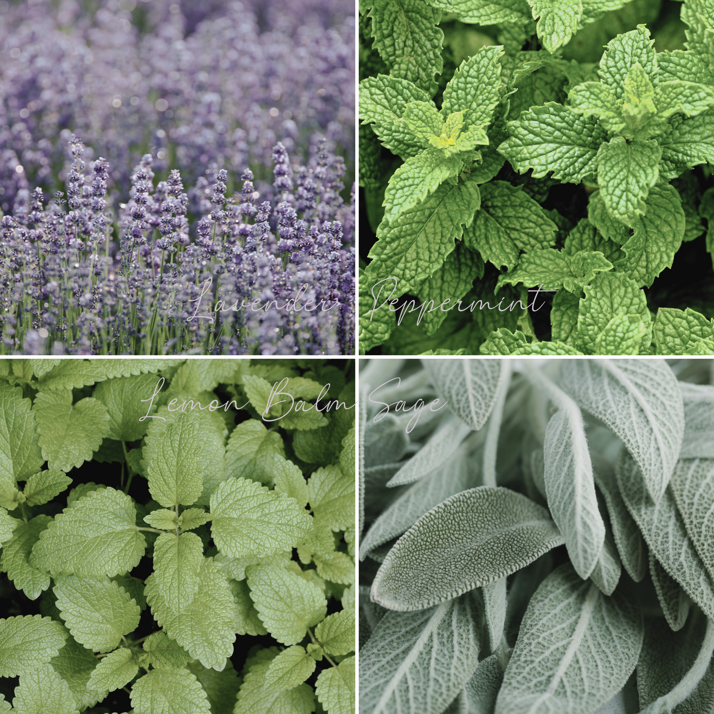 Bonfire Herb Mix